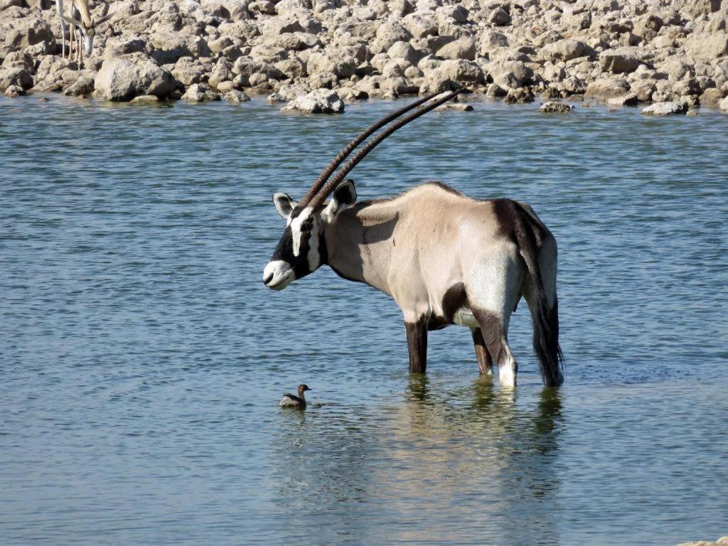 Etosha Safari Camp, Etosha National Park, Namibia 호텔 오카우쿠에요 외부 사진