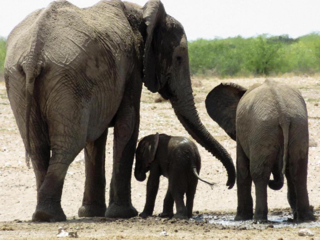 Etosha Safari Camp, Etosha National Park, Namibia 호텔 오카우쿠에요 외부 사진