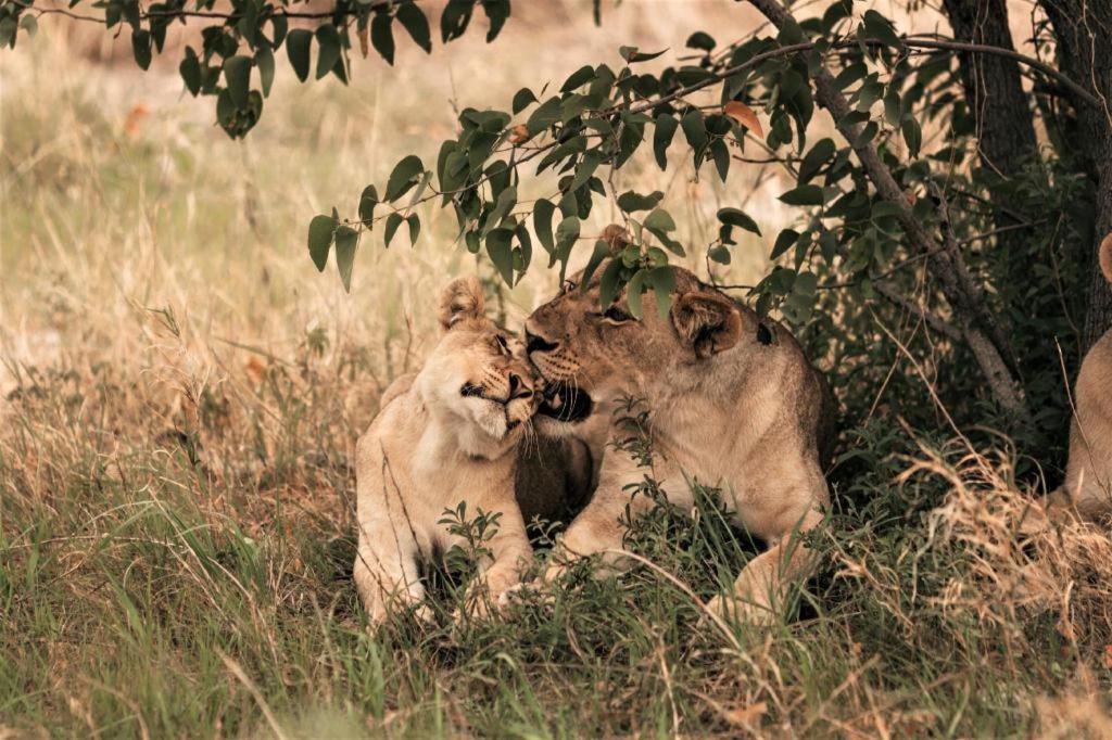 Etosha Safari Camp, Etosha National Park, Namibia 호텔 오카우쿠에요 외부 사진