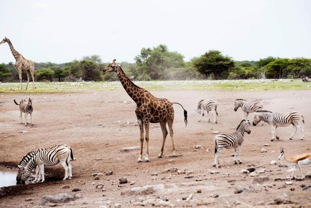 Etosha Safari Camp, Etosha National Park, Namibia 호텔 오카우쿠에요 외부 사진