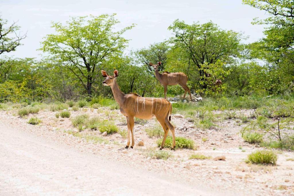 Etosha Safari Camp, Etosha National Park, Namibia 호텔 오카우쿠에요 외부 사진